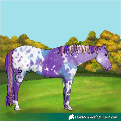 Horse Color:Painted Watercolor White Spotted Black Appaloosa 