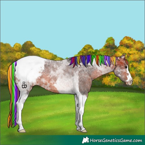 Horse Color:Painted Bay Tobiano Appaloosa 