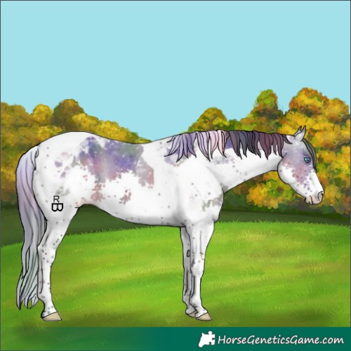 Horse Color:Nacre Bay Splash Tobiano Appaloosa 