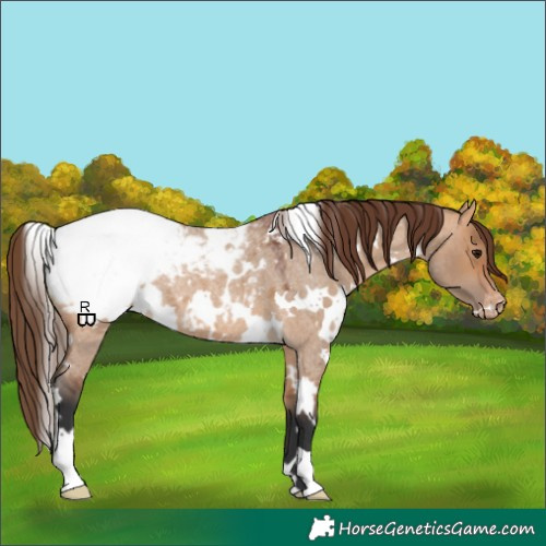 Horse Color:White Spotted Bay Roan Dun Appaloosa