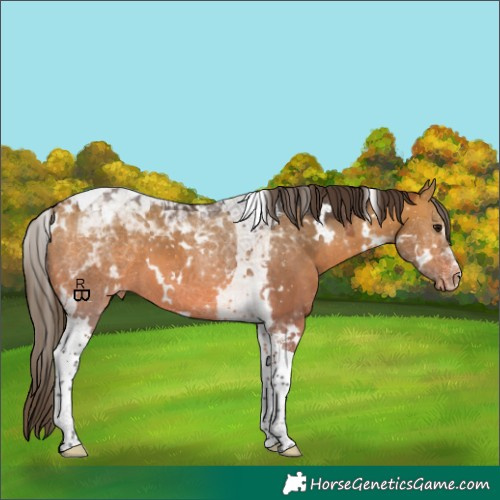 Horse Color:White Spotted Bay Dun Tobiano Appaloosa
