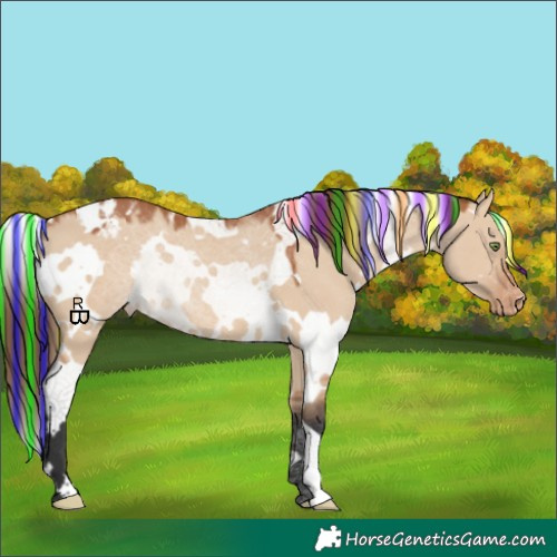 Horse Color:Painted White Spotted Bay Dun Appaloosa