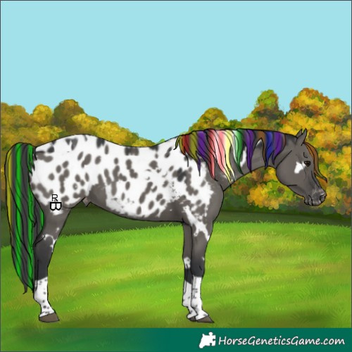 Horse Color:Painted White Spotted Grullo Tobiano Appaloosa