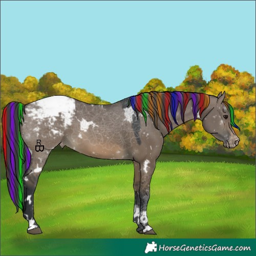 Horse Color:Painted White Spotted Brown Dun Appaloosa 