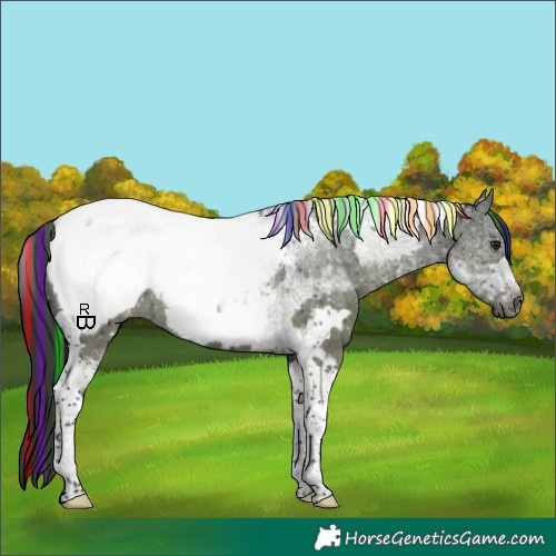 Horse Color:Gray Painted White Spotted Grullo Tobiano Appaloosa Brindle