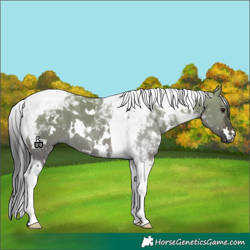 Horse Color:White Spotted Brown Dun Tobiano