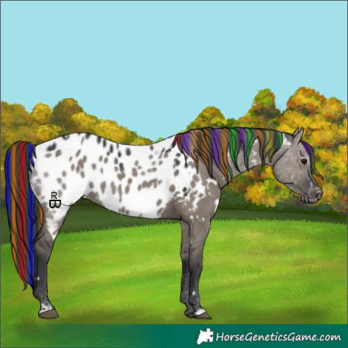 Horse Color:Painted White Spotted Grullo Appaloosa 