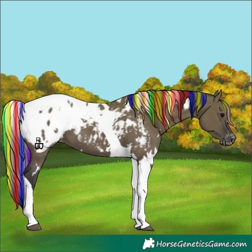 Horse Color:Painted White Spotted Grullo Tobiano Appaloosa 