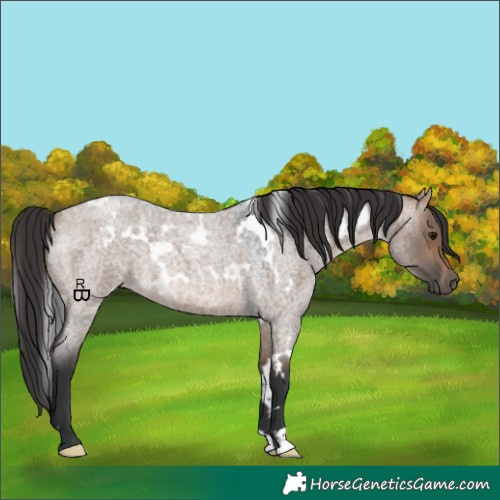 Horse Color:White Spotted Brown Roan Dun