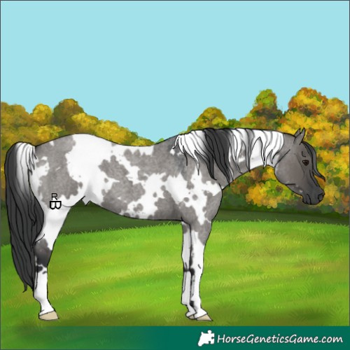 Horse Color:White Spotted Grullo Roan