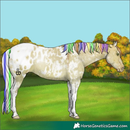Horse Color:Painted White Spotted Silver Bay Dun Tobiano Appaloosa