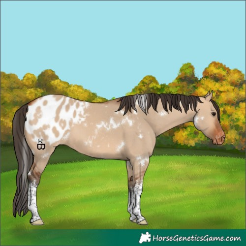 Horse Color:White Spotted Bay Dun Appaloosa 