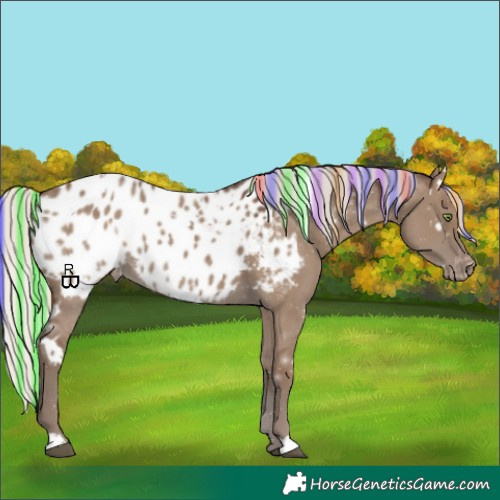 Horse Color:Painted White Spotted Silver Grullo Appaloosa 