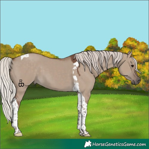Horse Color:Silver Grullo Tobiano