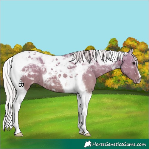 Horse Color:Silver Grullo Tobiano Appaloosa 