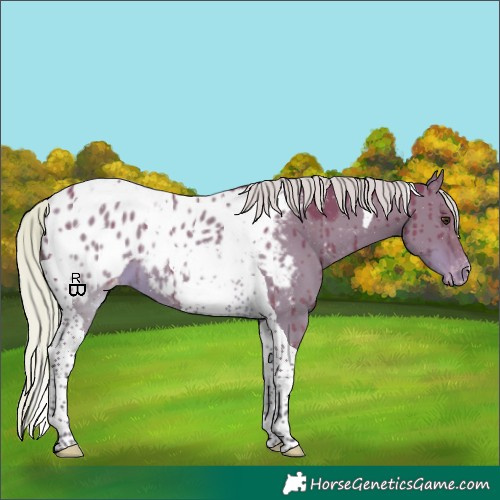 Horse Color:Silver Bay Dun Tobiano Appaloosa Brindle 