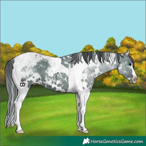 Horse Color:White Spotted Grullo Tobiano Appaloosa 