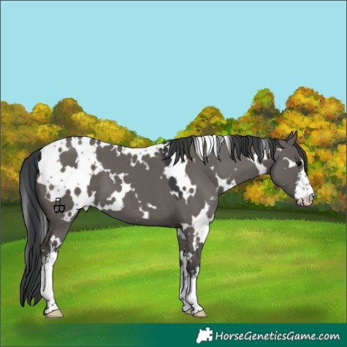 Horse Color:White Spotted Grullo