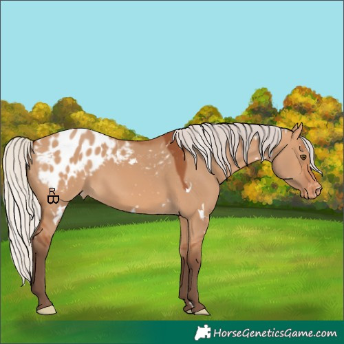 Horse Color:White Spotted Silver Bay Dun Appaloosa