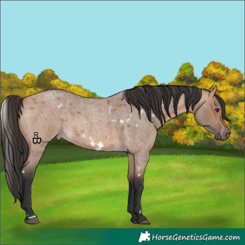 Horse Color:White Spotted Bay Roan Dun