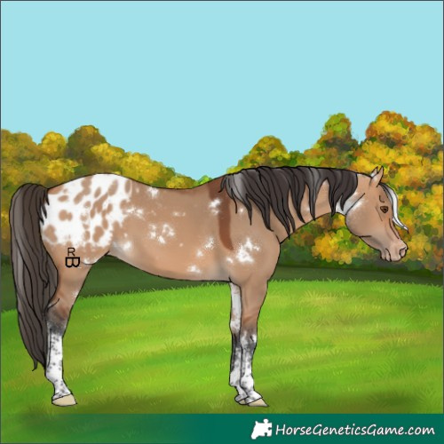 Horse Color:White Spotted Bay Dun Appaloosa 