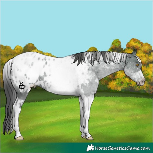 Horse Color:White Spotted Grullo Tobiano Appaloosa