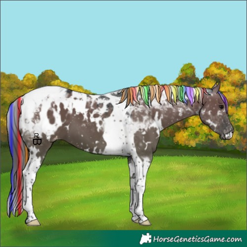 Horse Color:Painted White Spotted Grullo Tobiano Appaloosa 
