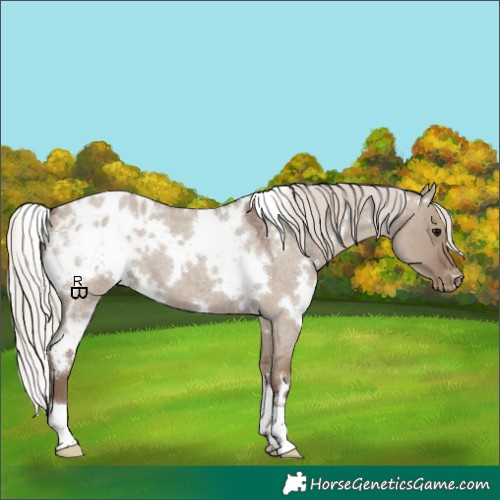 Horse Color:White Spotted Silver Grullo Roan Appaloosa