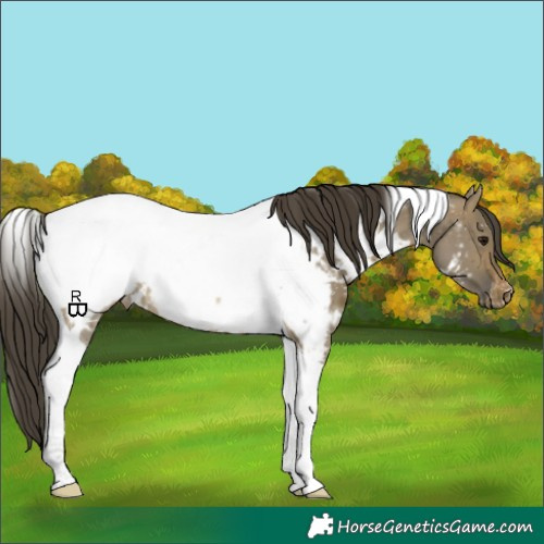 Horse Color:White Spotted Brown Dun Tobiano Appaloosa