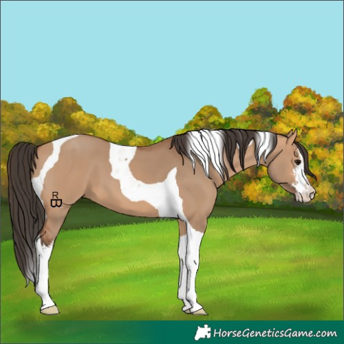 Horse Color:White Spotted Bay Dun Tobiano 