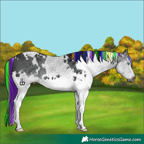 Horse Color:Gray Painted White Spotted Black Splash Appaloosa