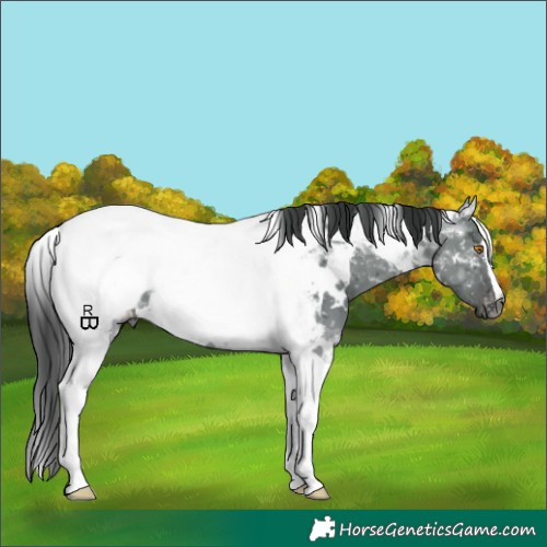 Horse Color:Gray White Spotted Grullo Tobiano Appaloosa 
