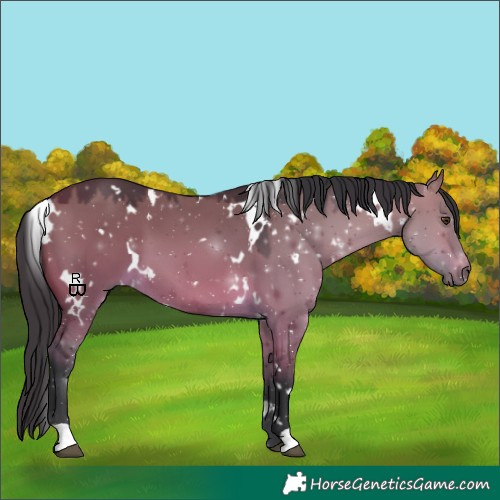 Horse Color:White Spotted Brown Dun 