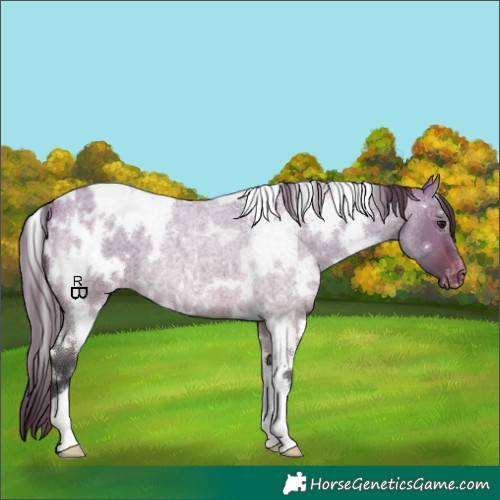 Horse Color:White Spotted Bay Roan Dun Appaloosa