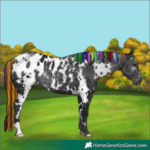 Horse Color:Gray Painted White Spotted Black Appaloosa