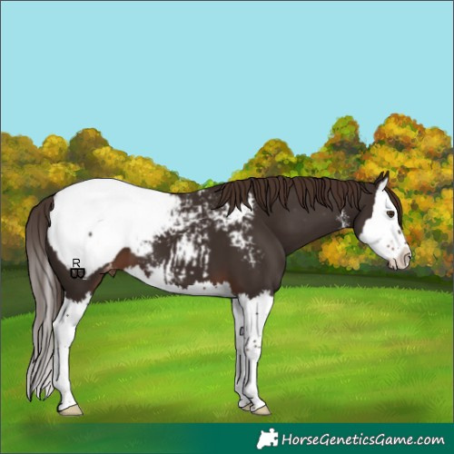 Horse Color:White Spotted Liver Chestnut Splash Appaloosa 