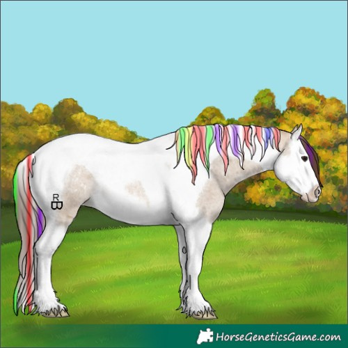 Horse Color:Painted Bay Roan Dun Splash Tobiano Appaloosa 