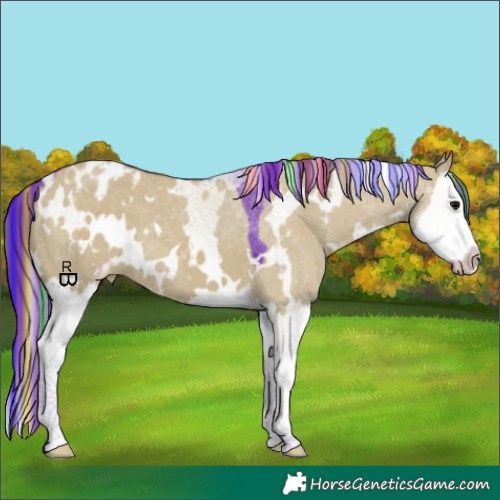 Horse Color:Painted Watercolor White Spotted Grullo Splash Appaloosa 