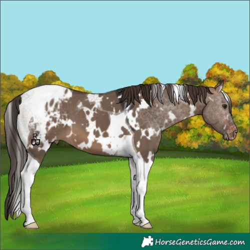 Horse Color:White Spotted Brown Dun Tobiano Appaloosa 
