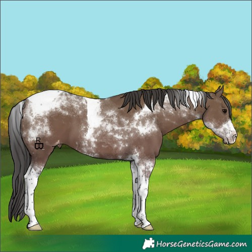Horse Color:White Spotted Grullo Tobiano Appaloosa 