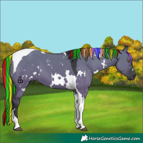 Horse Color:Painted White Spotted Grullo Tobiano