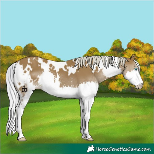 Horse Color:White Spotted Silver Bay Splash 