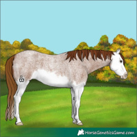 Horse Color:Red Roan Splash Varnish