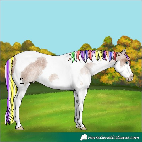 Horse Color:Painted Silver Blue Roan Splash Tobiano Appaloosa