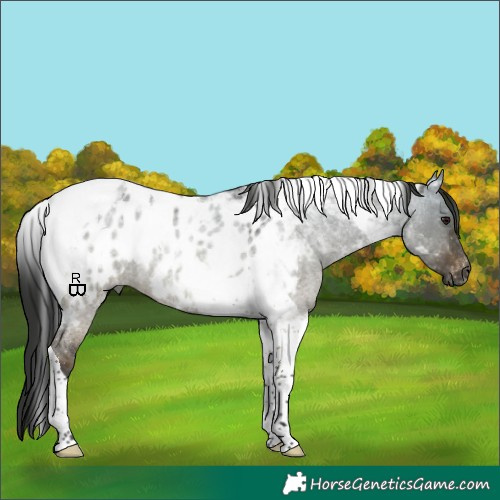 Horse Color:Gray Brown Roan Dun Tobiano Appaloosa