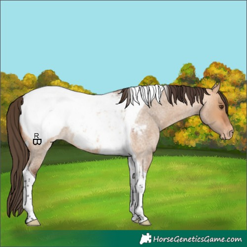 Horse Color:Bay Roan Dun Tobiano Appaloosa
