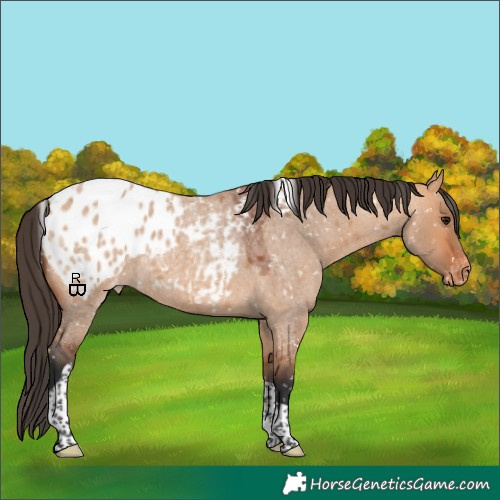 Horse Color:Bay Roan Dun Tobiano Appaloosa 