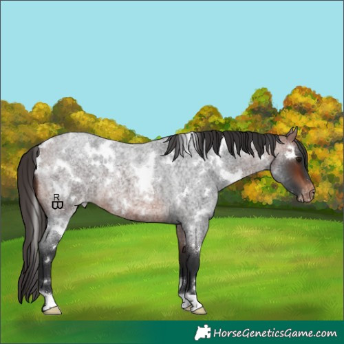 Horse Color:White Spotted Bay Roan Appaloosa