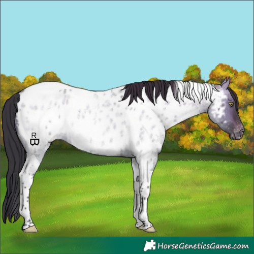 Horse Color:Brown Roan Dun Tobiano Appaloosa Brindle