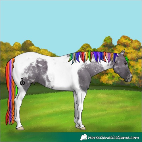 Horse Color:Gray Painted Grullo Tobiano Appaloosa 